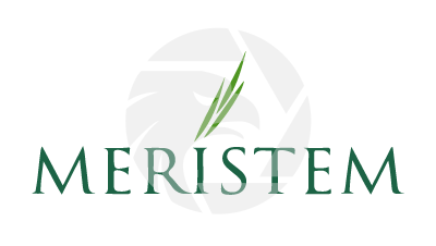 Meristem